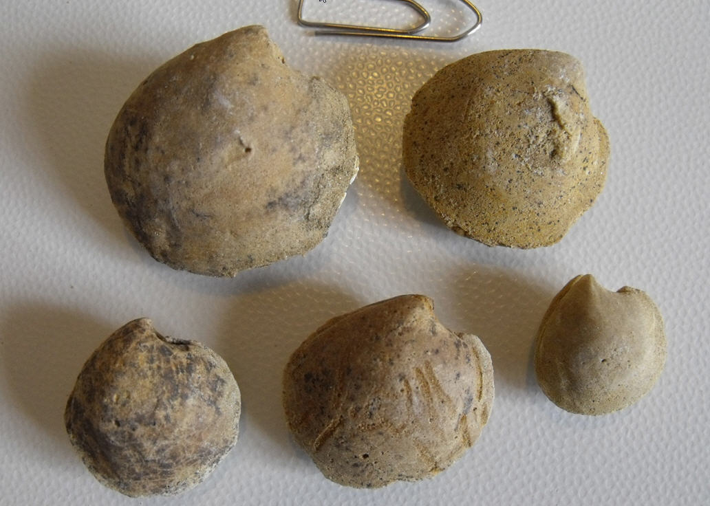 Dosinia cfr. lincta?
